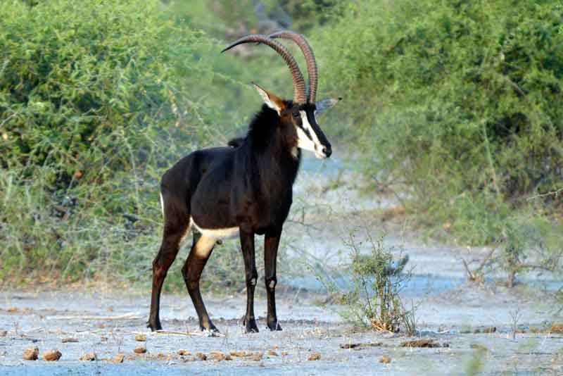 05 - Botswana - antilope Sable - parque nacional de Chobe